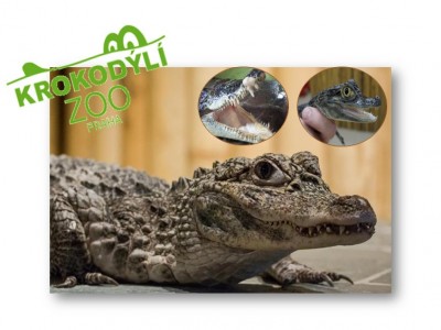 Vycházka, prohlídka krokodýlí zoo v Holešovicích